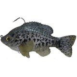 Mattlures Crappie