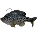 Mattlures Crappie