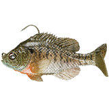 Mattlures Bluegills