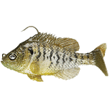 Mattlures Bluegills