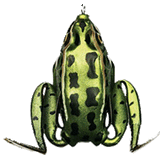 Lunkerhunt Lunker Frog