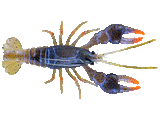 Chasebaits Mudbug