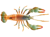 Chasebaits Mudbug